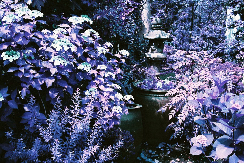 月島snap Lomography Lomochrome Purple XR 