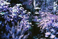月島snap Lomography Lomochrome Purple XR 