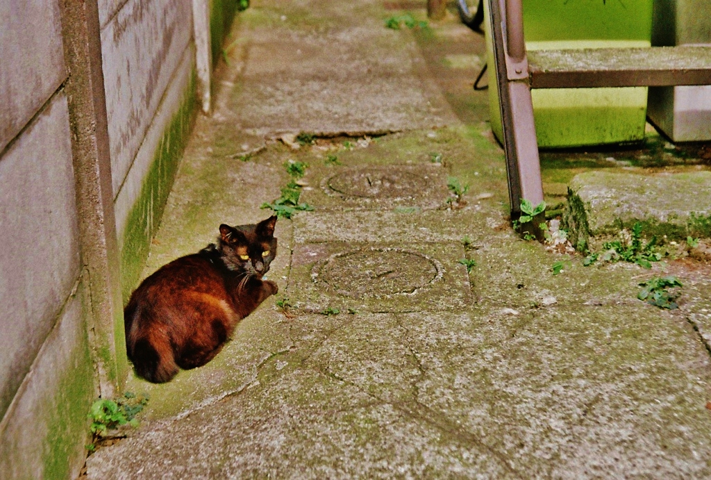 城南snap