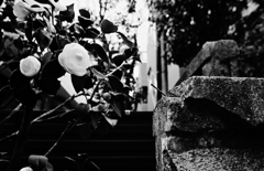 花と釘