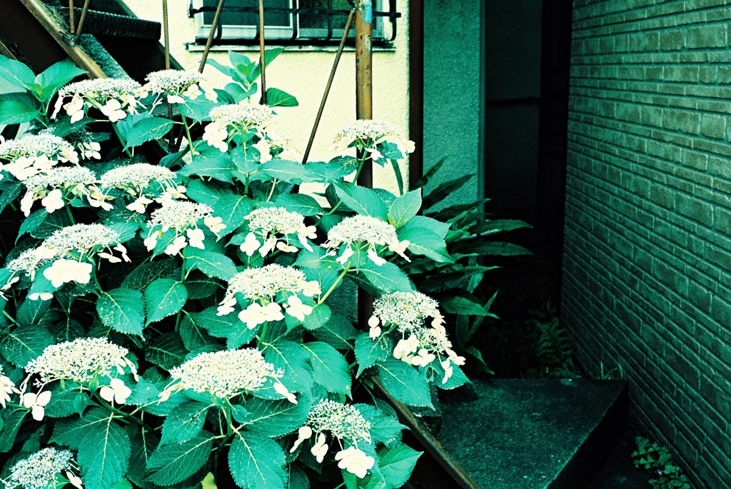 東京snap