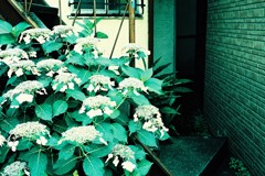 東京snap