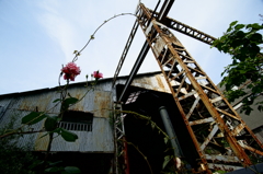 廃工場と花と空