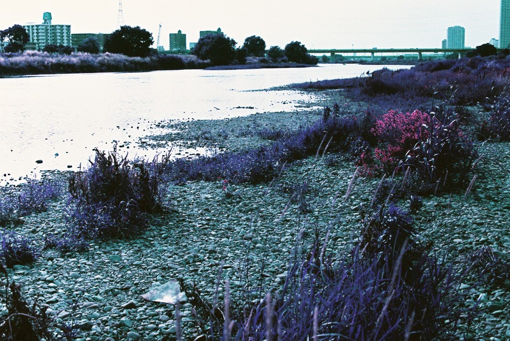 多摩川snap Lomography Lomochrome Purple XR