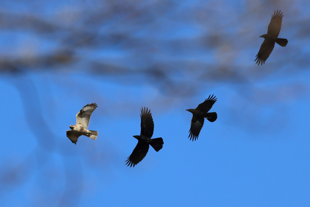 のすり＋からす
