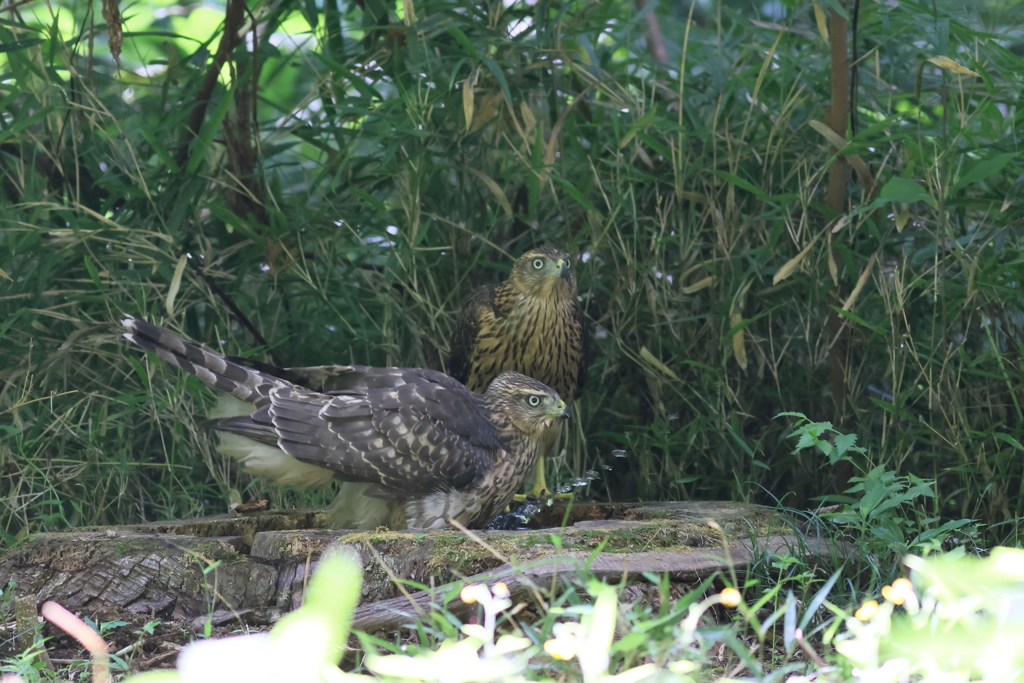 おおたか（幼鳥）