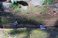 ひがら＋しじゅうから