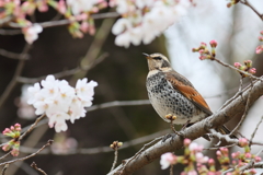 つぐみ