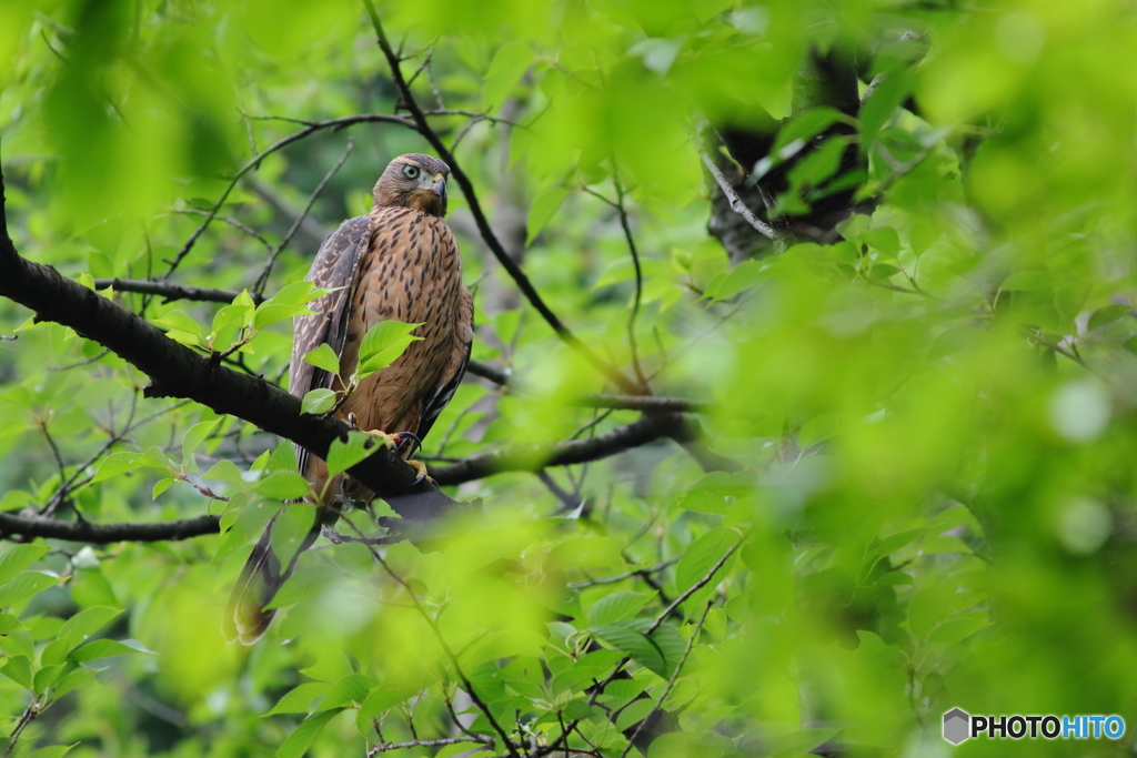 おおたか 幼鳥