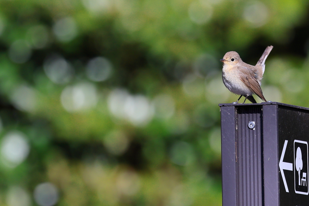 にしおじろびたき