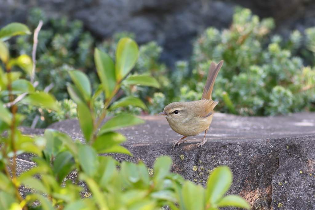 うぐいす