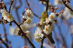 めじろ