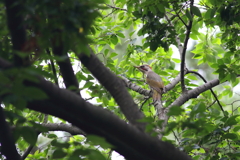あおげら♀