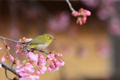 めじろ