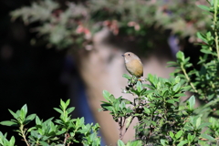 じょうびたき♀