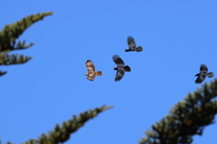 のすり＋からす