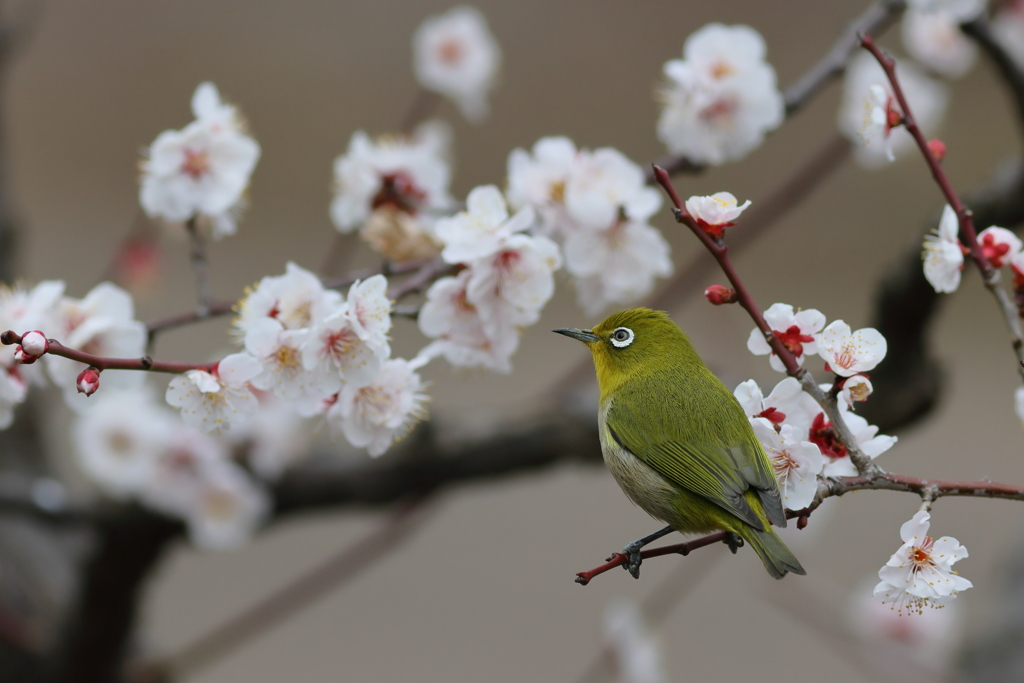 めじろ