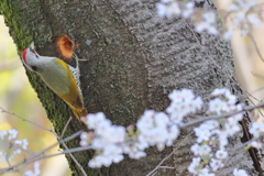 あおげら♂