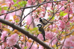 しじゅうから