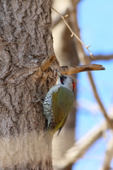 あおげら♀