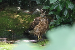 おおたか(幼鳥）