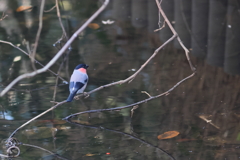 うそ♂