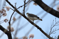 つみ