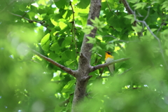 きびたき♂