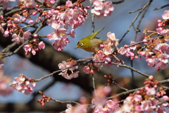 めじろ