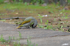あおげら♂
