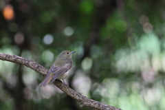 きびたき♀
