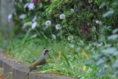 あおげら♀