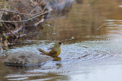 あおじ♂