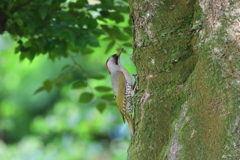 あおげら♀