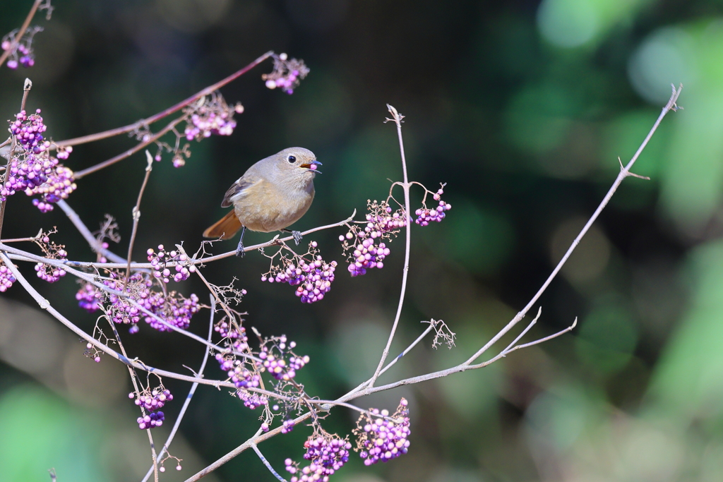 じょうびたき♀