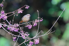 じょうびたき♀