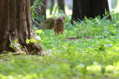 おおたか（幼鳥）