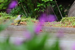 あおげら♀