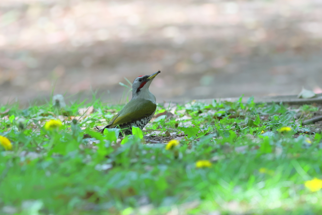 あおげら♂