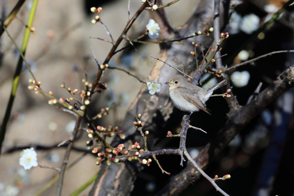 にしおじろびたき