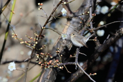 にしおじろびたき