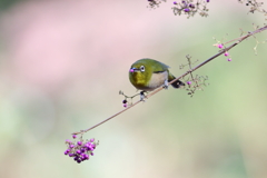 めじろ