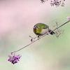 めじろ