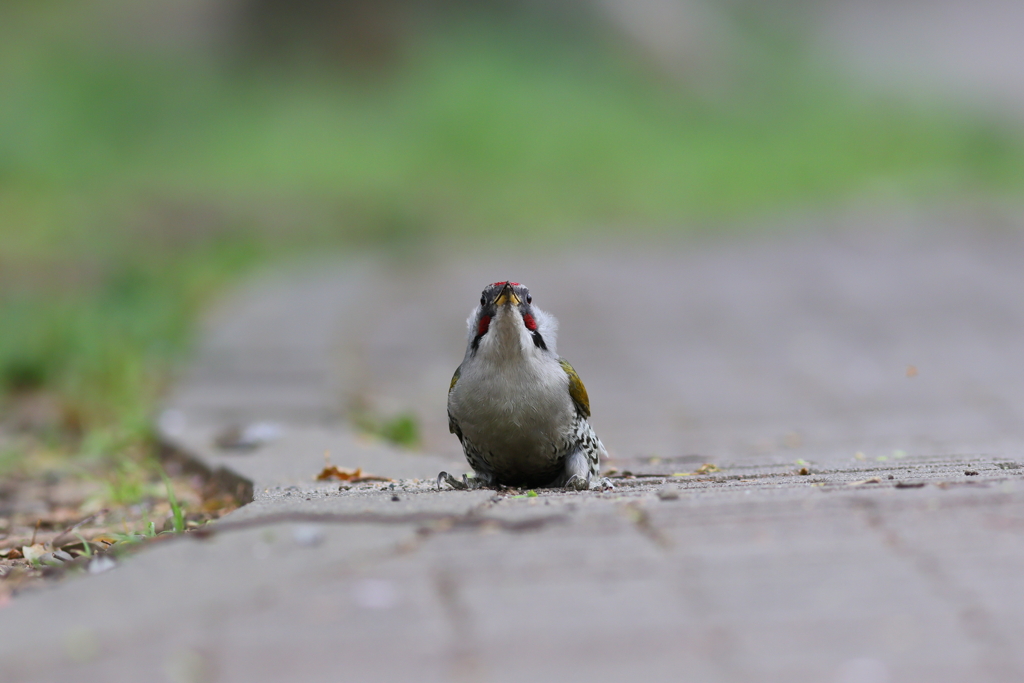 あおげら♂