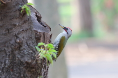 あおげら♂