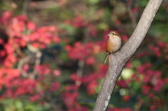 もず♀