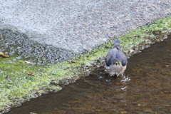つみ♀