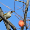 あおげら♀