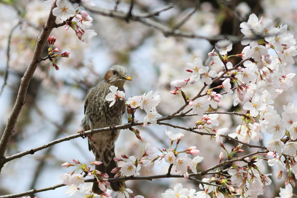 ひよどり