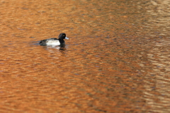 きんくろはじろ